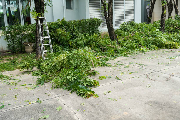 Best Lawn Disease Treatment  in Center Point, AL